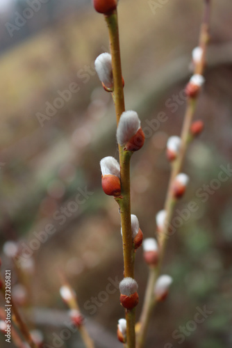 Close-up of Goat Willow or Salix caprea tree with white blossoms on early springtime