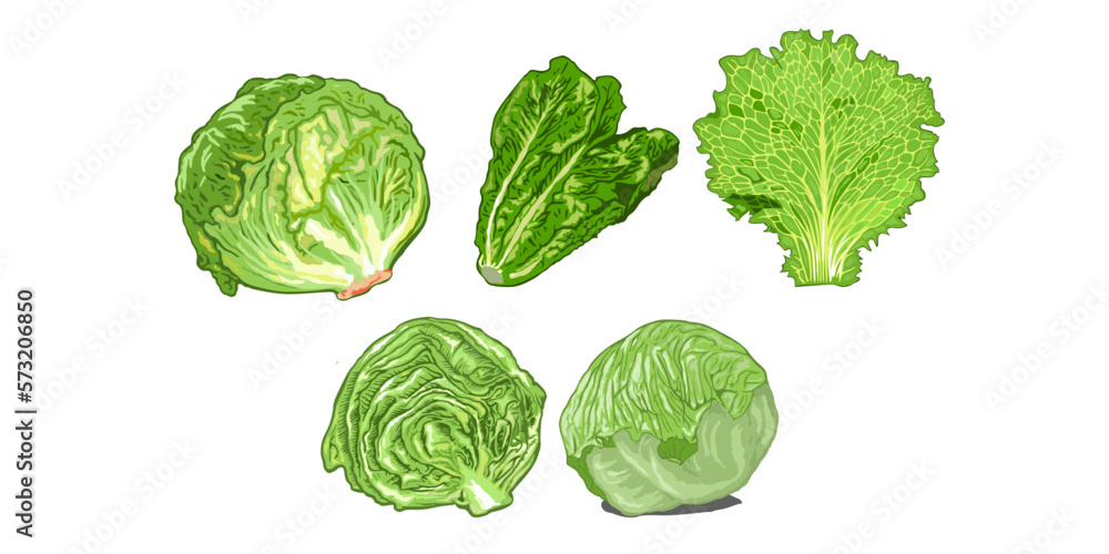 Lettuce vector set collection graphic clipart design Lettuce vector set collection graphic clipart design