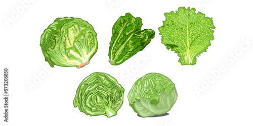Lettuce vector set collection graphic clipart design