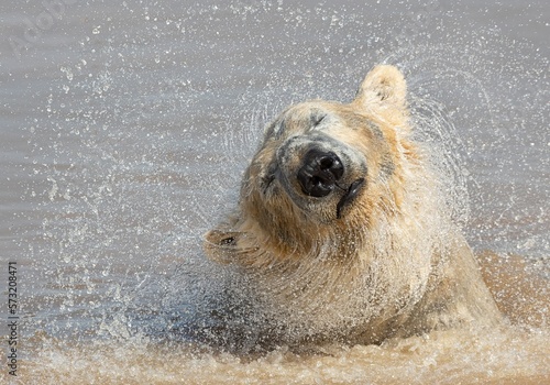 Polar Bear Shake, Ursus maritimus