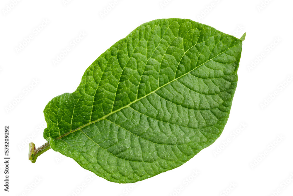 Obraz premium Green fresh leaves of potato isolated on white background.