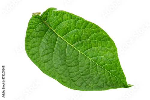 Green fresh leaves of potato isolated on white background.