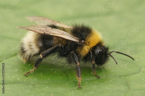 Closeup on the forest four colored cuckoo-bumblebee, Bombus sylvestris on a green leaf in the garden © Henk