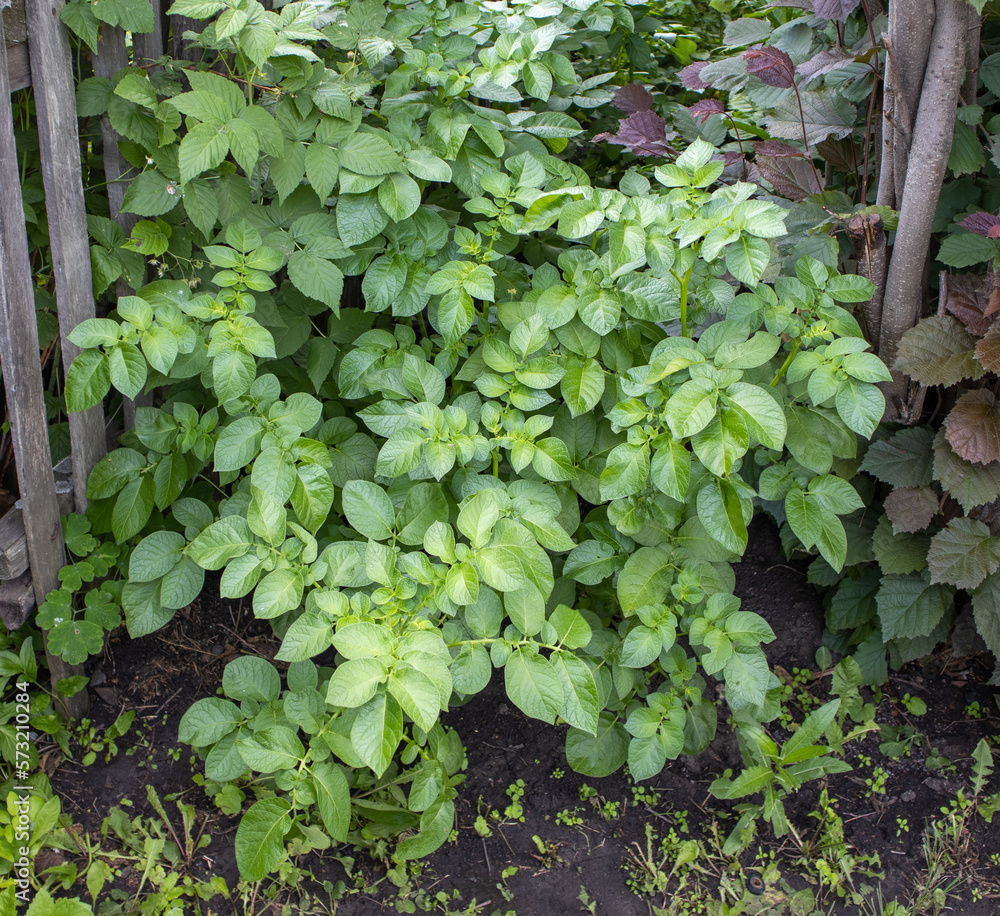 Close-up of potato growing in the backyard of an eco-farm, a young green potato bush against the background of the ground. Potato tops in the garden Close-up of potato growing in the backyard of an eco-farm, a young green potato bush against the background of the ground. Potato tops in the garden