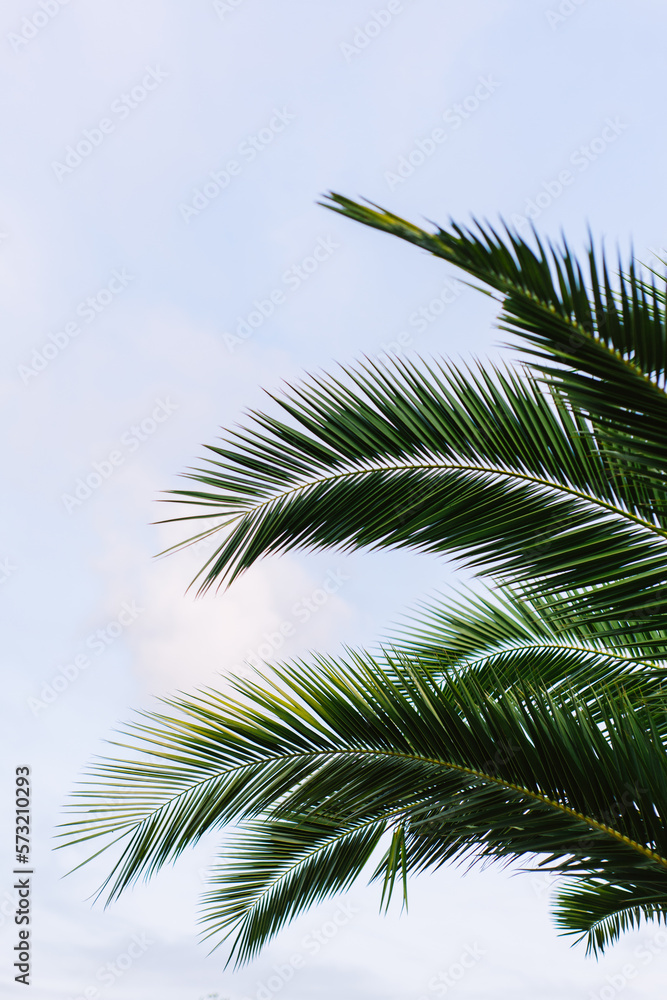 green palm leaves pattern, leaf closeup isolated against blue sky with clouds. coconut palm tree brances at tropical coast, summer beach background. travel, tourism or vacation concept, lifestyle