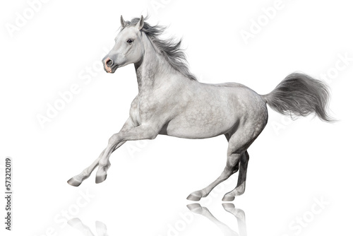Horse run gallop isolated on white backround
