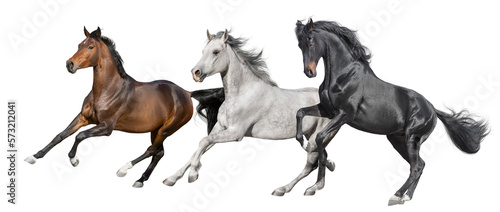 Three horse free run isolated on white