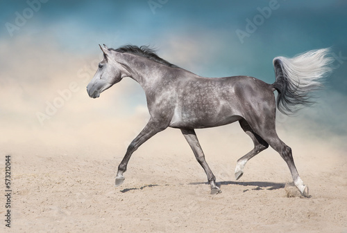 White stallion free run