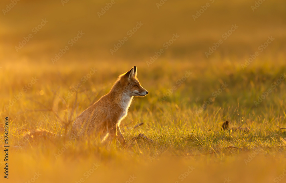 Obraz premium Close-up of a Red fox at sunset