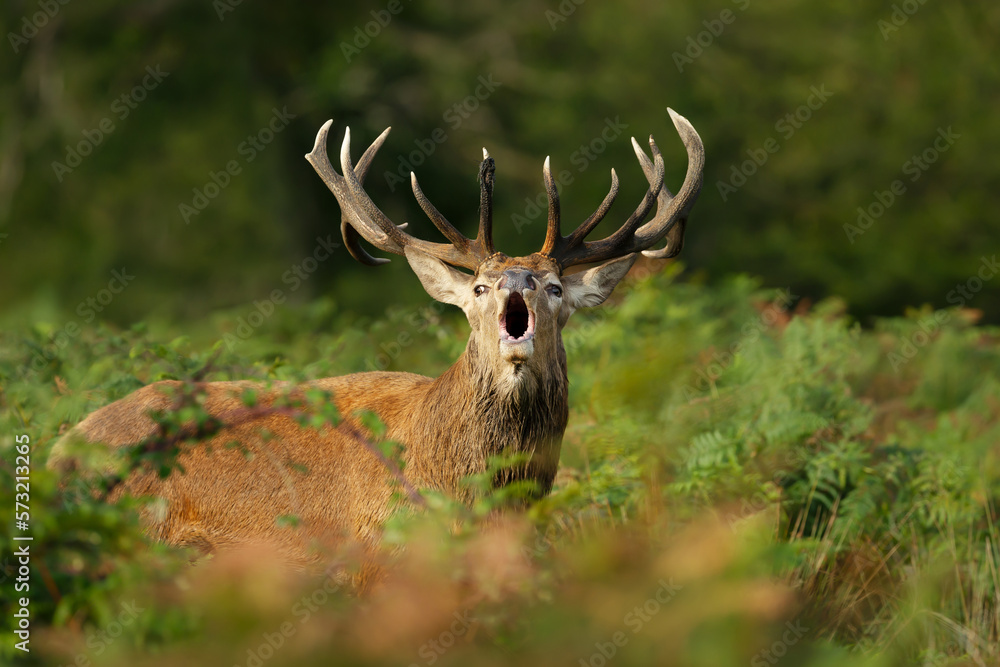 Naklejka premium Red deer calling during the rut in autumn