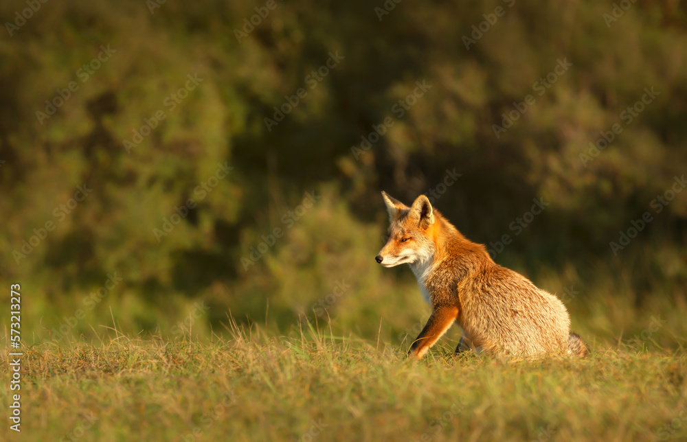 Close up of a red fox sitting in the meadow