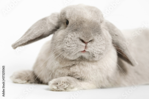 Muzzle of a gray lop-eared rabbit close-up on a white background.