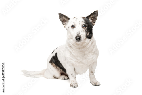 Black and white dog sits on a white background and looks at the camera. Isolate on white background.