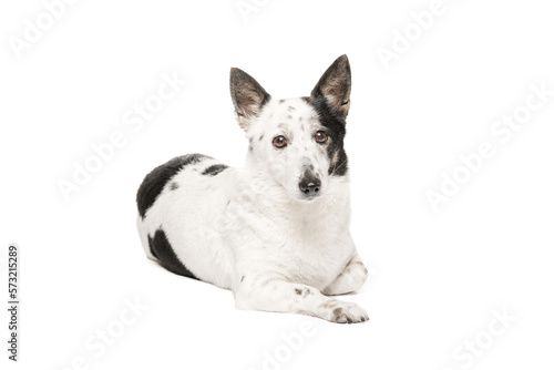 A black and white dog lies on a white background and looks into the camera. Isolate on white background.