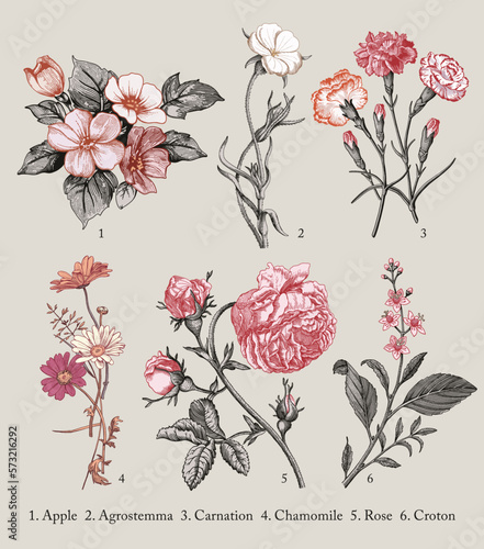 Botany. Set vintage medical realistic isolated flowers herbs. Nature baroque Drawing engraving sketch retro. Vector background victorian Illustration. Apple Agrostemma Carnation Chamomile Roses Croton