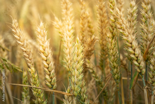 Close-up of ears of wheat grain backlit by the sun