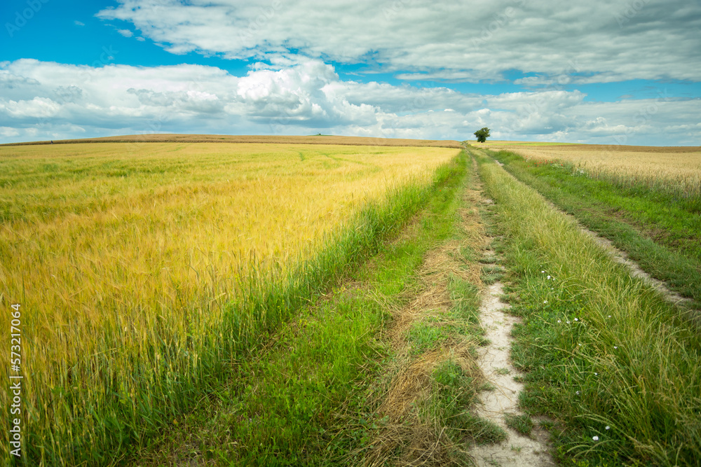 Obraz premium Country road through a field of barley