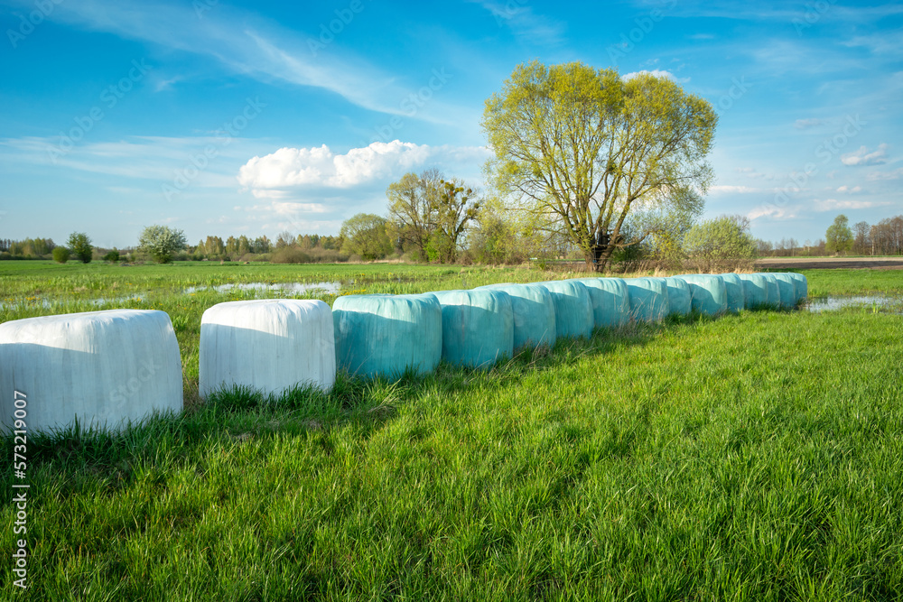Obraz premium Silage bales lying on a green meadow