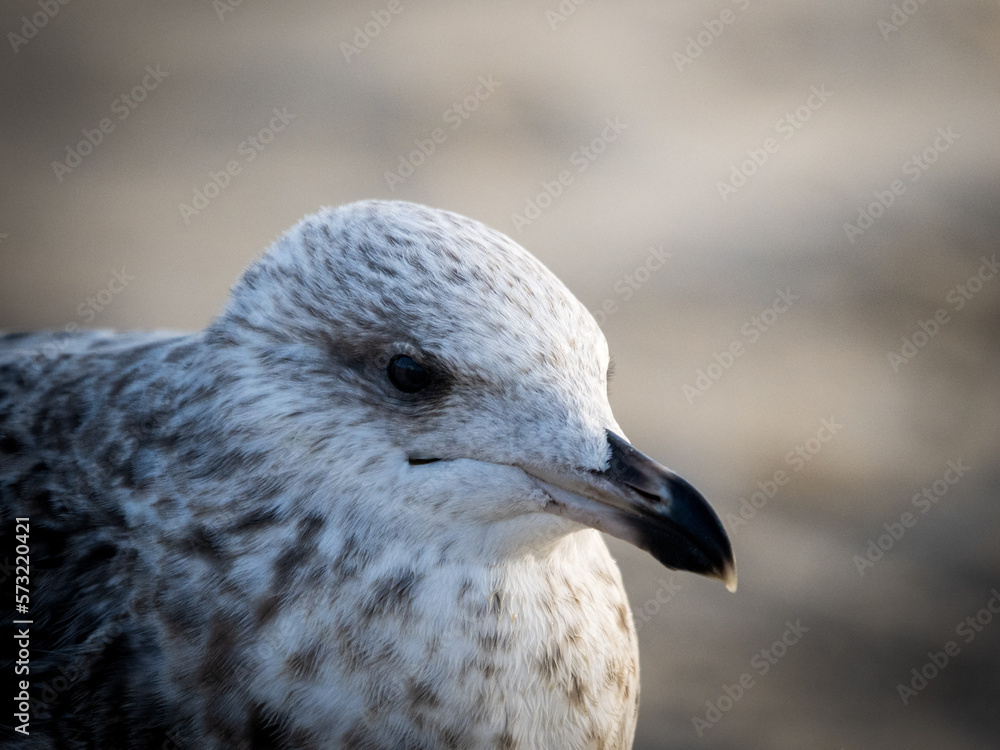 Porträt einer Möwe Porträt einer Möwe