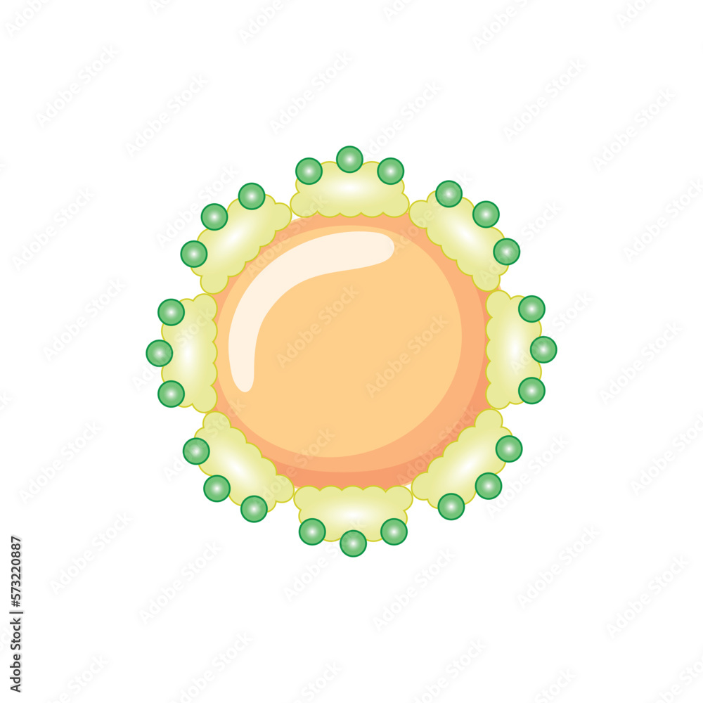 Scientific Designing of Emulsified Fat Structure. Vector Illustration