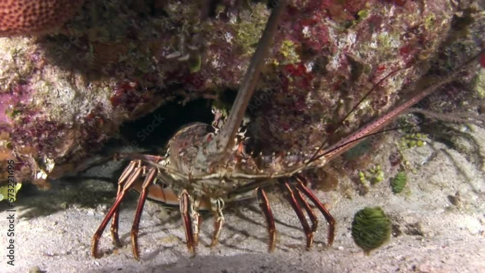 Close-up spiny lobsters, also known as rock lobsters, type of crustacean. They have long antennae and powerful tails that allow them to swim quickly and evade danger. Close-up spiny lobsters, also known as rock lobsters, type of crustacean. They have long antennae and powerful tails that allow them to swim quickly and evade danger.