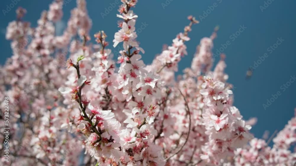 Spring flowering of almond trees with beautiful pink flowers with a nectar file for bees. A wonderful natural transformation.