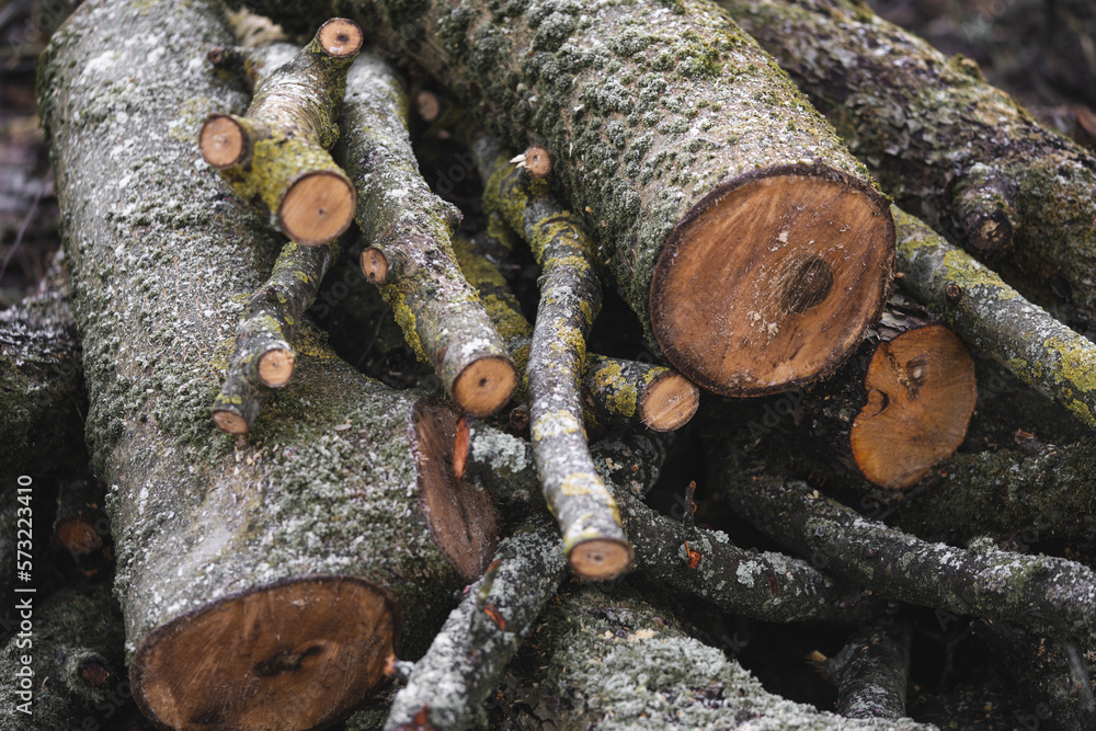 many cut trees in the forest for firewood many cut trees in the forest for firewood
