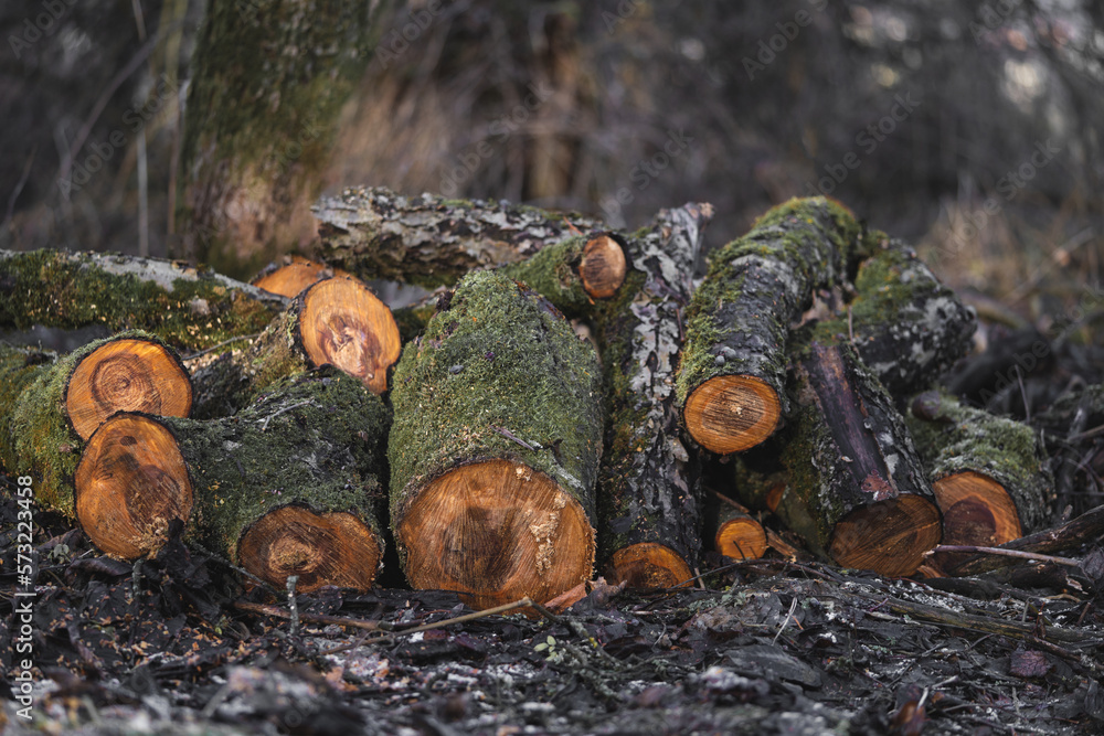 Fototapeta premium many cut trees in the forest for firewood