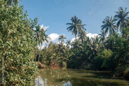 palm trees in sanya