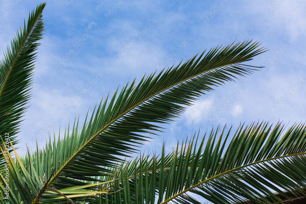 green palm leaves pattern, leaf closeup isolated against blue sky with clouds. coconut palm tree brances at tropical coast, summer beach background. travel, tourism or vacation concept, lifestyle green palm leaves pattern, leaf closeup isolated against blue sky with clouds. coconut palm tree brances at tropical coast, summer beach background. travel, tourism or vacation concept, lifestyle