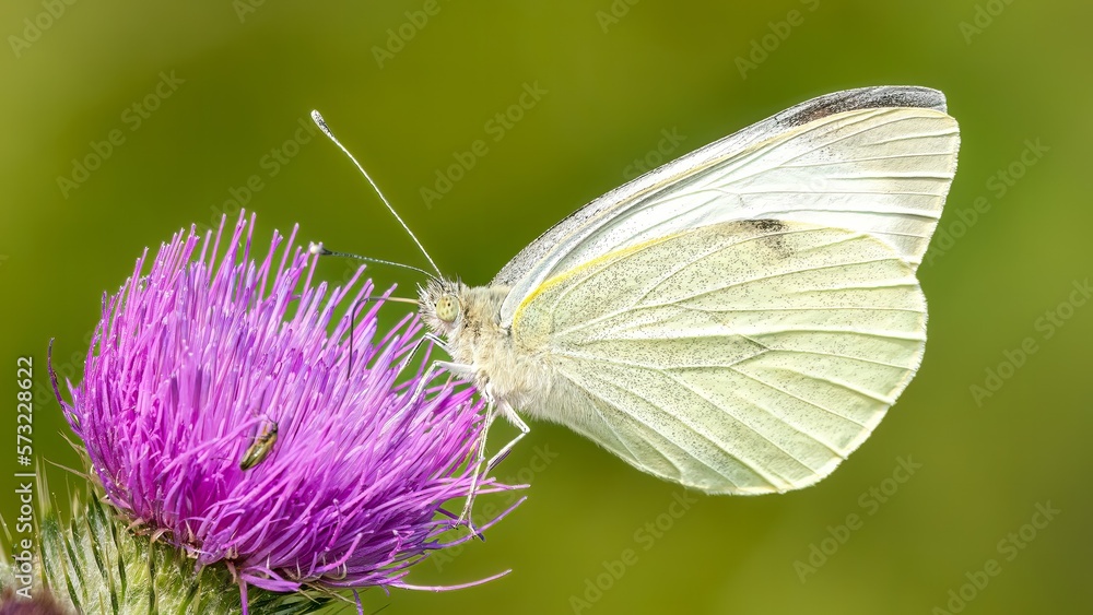 Large white butterfly /Pieris brassicae Large white butterfly /Pieris brassicae