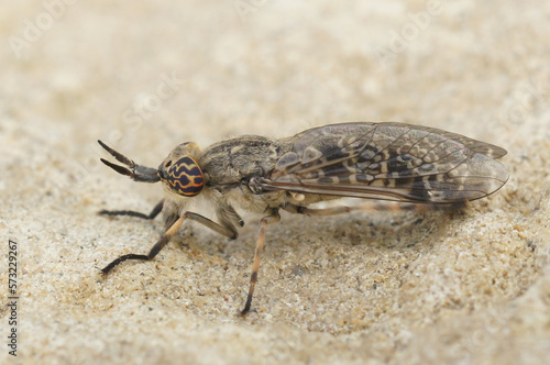 Closeup on a European horse or cleg fly, Haematopota italica sitting on stone