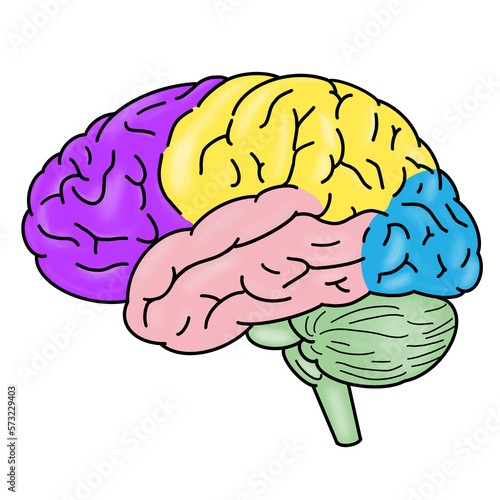 Anatomy of human brain in  frontal temporal parietal, and  occipital lobe with gyrus and sulcus. Cerebral cortex with cerebellum and brain stem in different color area.