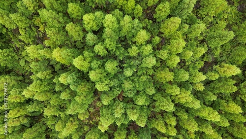 Green Treetops