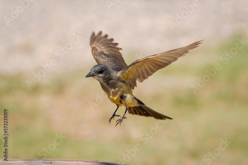 Western kingbird landing with wings spread © Brian