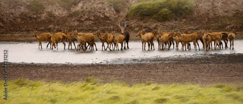 herd of deer in the mudflat photo