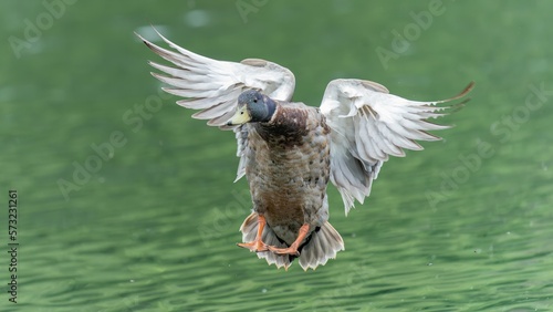 Mallard duck /Anas platyrhynchos