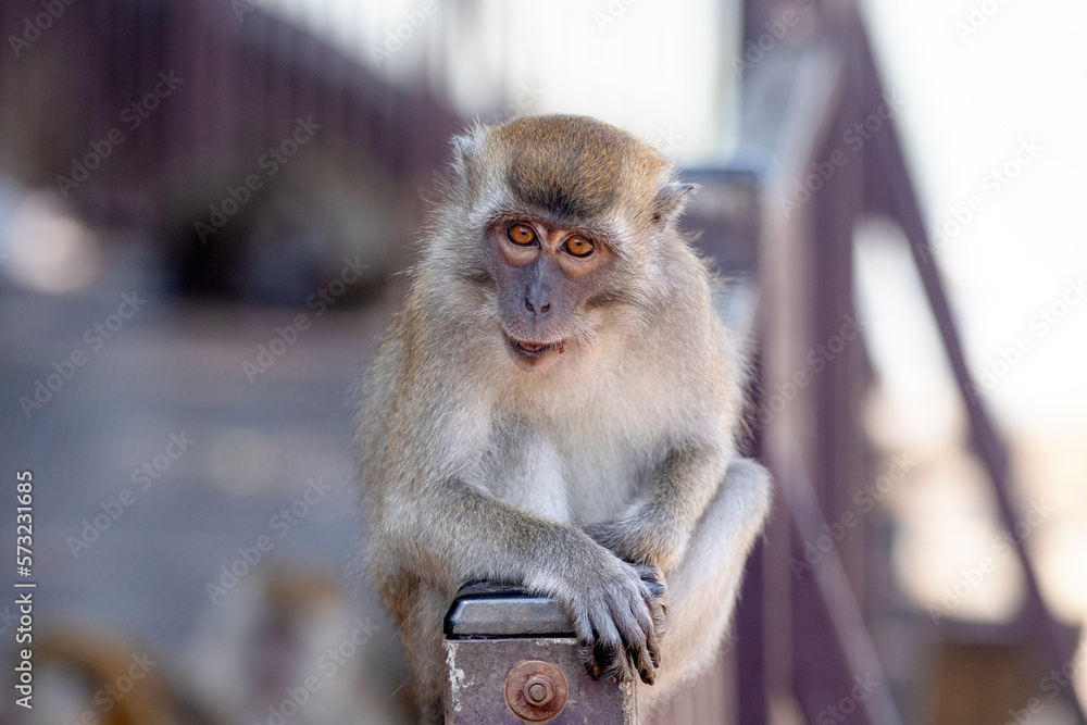 Obraz premium Close Up photos of Young Macaque monkeys in Malaysia. These are smart monkeys and adapt quickly to changing circumstances created by humans.
