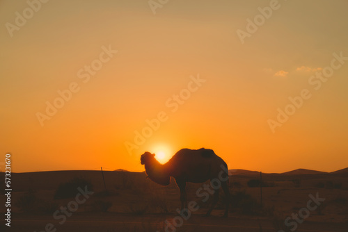 camel at sunset