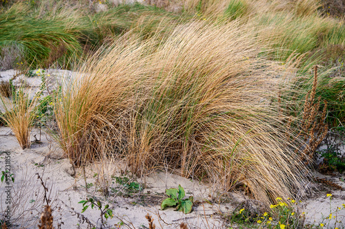 Dünengras Büschel auf einer Sanddünen an der Nordsee