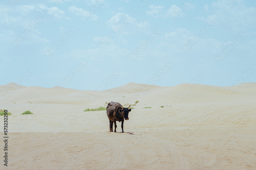 cow in the desert