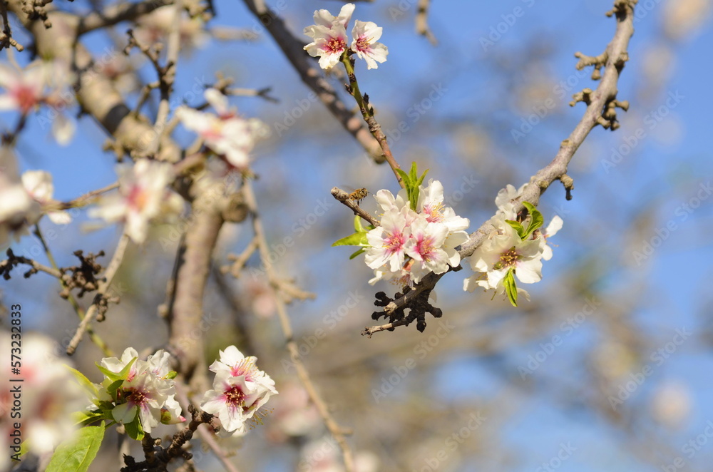 Almond trees in bloom. Large garden with flowering trees. Farming - almond production. fresh pink flowers on the branch of fruit tree Almond trees in bloom. Large garden with flowering trees. Farming - almond production. fresh pink flowers on the branch of fruit tree
