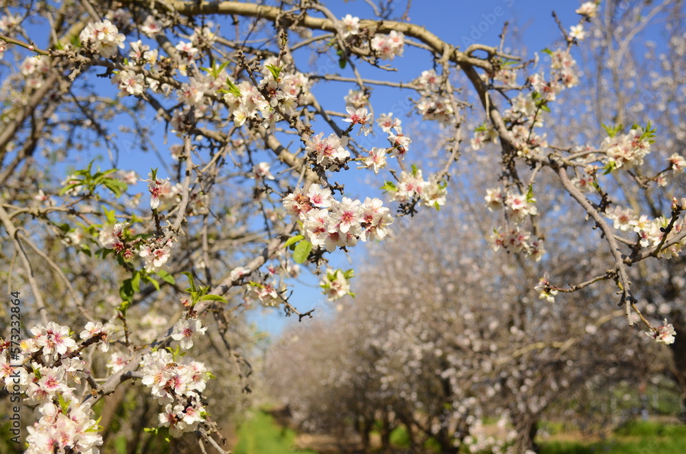 Almond trees in bloom. Large garden with flowering trees. Farming - almond production. fresh pink flowers on the branch of fruit tree Almond trees in bloom. Large garden with flowering trees. Farming - almond production. fresh pink flowers on the branch of fruit tree