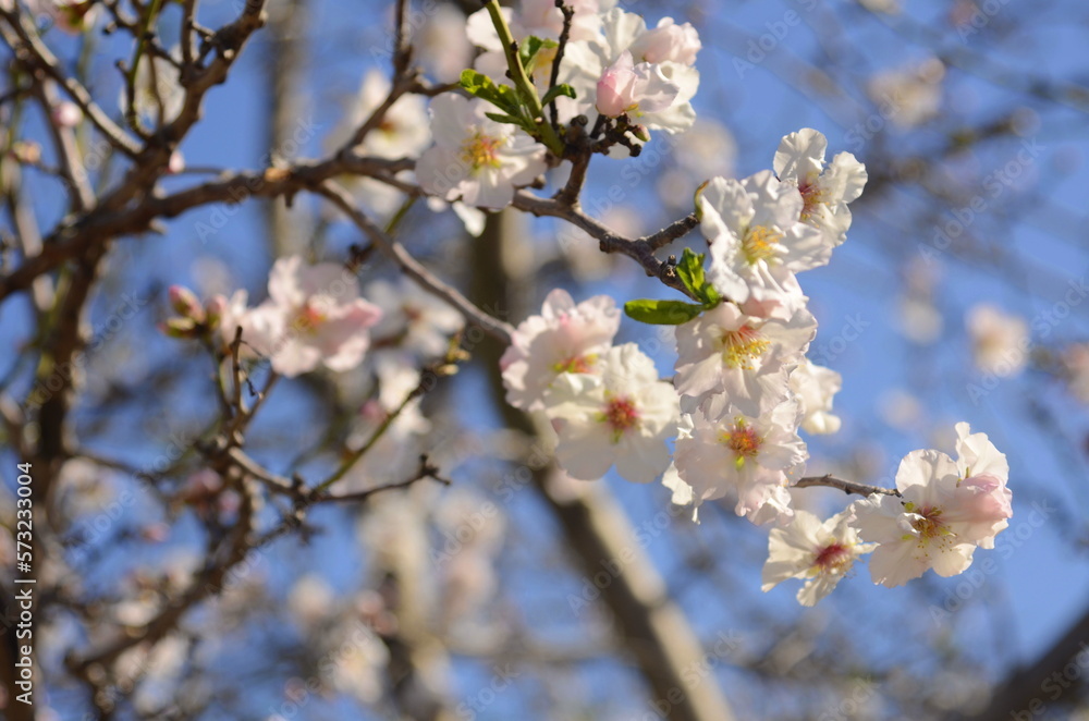 A branch of sakura against the background of the sky close-up. Early spring. Blooming almond tree. The Cherry Orchard. bees near the flower A branch of sakura against the background of the sky close-up. Early spring. Blooming almond tree. The Cherry Orchard. bees near the flower