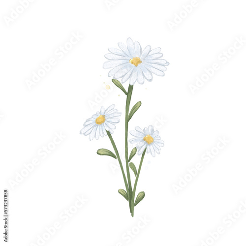 Daisy Flower Watercolor Isolated