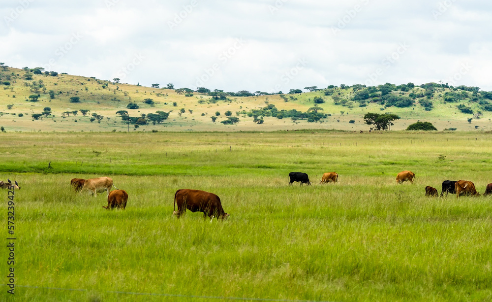beef cattle herd grazing in a field on a farm in Kwazulu Natal, South Africa beef cattle herd grazing in a field on a farm in Kwazulu Natal, South Africa
