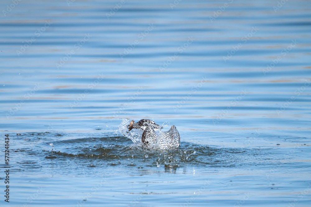 a crested kingfisher is fishing into water a crested kingfisher is fishing into water