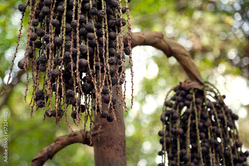 Bunch of black ripe acai berries hanging from a palm tree. Acai grape-like fruit growing in panicles close-up photo