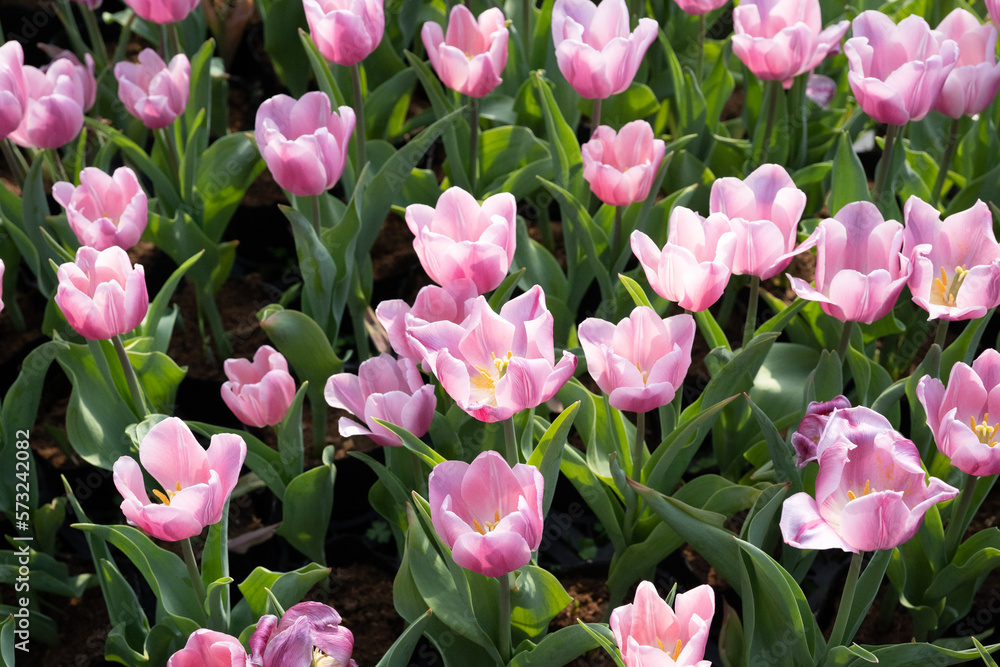pink and white tulips