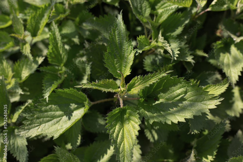 Nettle with fluffy green leaves. Bush of stinging-nettles. Nettle leaves. Top view. Botanical pattern. Greenery common nettle. Green leaves background. Nettle with fluffy green leaves. Bush of stinging-nettles. Nettle leaves. Top view. Botanical pattern. Greenery common nettle. Green leaves background.